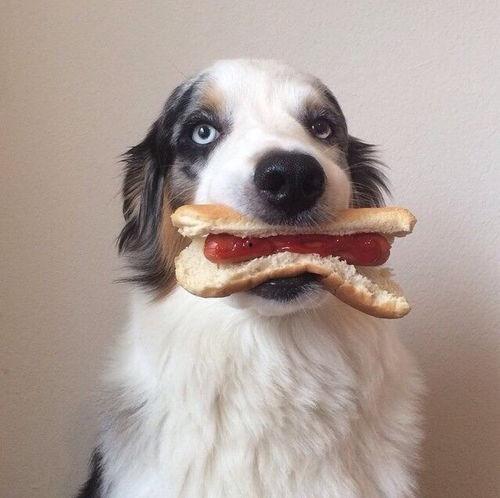 娱乐吃瓜酱搬家带狗,娱乐吃瓜酱携爱犬开启温馨搬家之旅