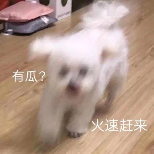 娱乐吃瓜宠物,吃瓜宠物们的欢乐日常